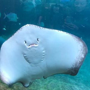 Meet your Posher, Marcella